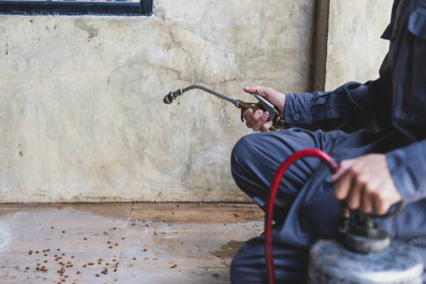 Best Termite Control Services  in Postville, IA